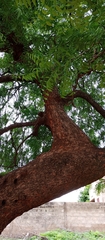 Azadirachta indica