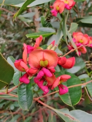 Kennedia coccinea