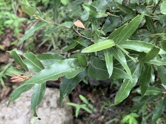 Quercus emoryi