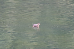Tachybaptus ruficollis