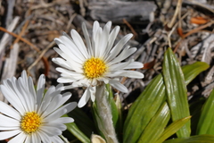 Celmisia spectabilis spectabilis