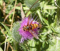 Milesia crabroniformis
