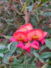 Kennedia coccinea