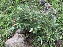 Quercus emoryi