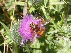 Milesia crabroniformis