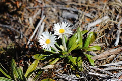 Celmisia spectabilis spectabilis