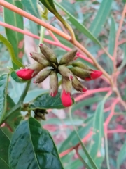 Kennedia coccinea