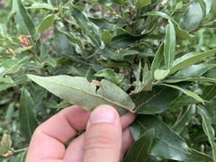 Quercus emoryi