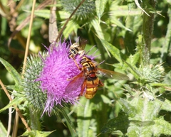 Milesia crabroniformis