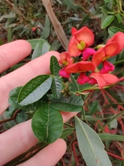 Kennedia coccinea