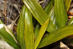 Celmisia spectabilis spectabilis