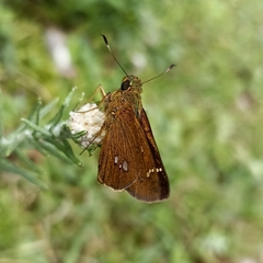 Polytremis eltola