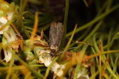 Hierodoris callispora