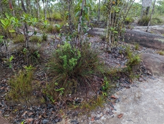 Carex digitata
