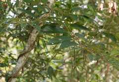 Plantae