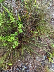 Carex digitata