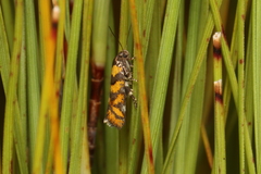 Tingena compsogramma