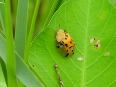 Aspidimorpha miliaris