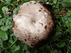 Russula anthracina
