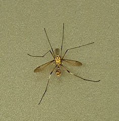 Nephrotoma australasiae