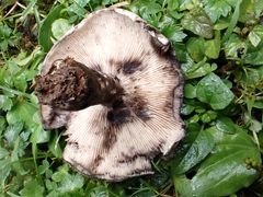 Russula anthracina