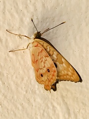 Anartia jatrophae