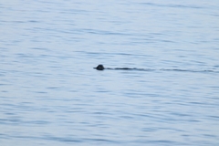 Phoca vitulina vitulina