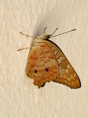 Anartia jatrophae