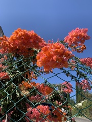 Bougainvillea