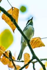 Setophaga nigrescens