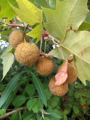 Platanus orientalis