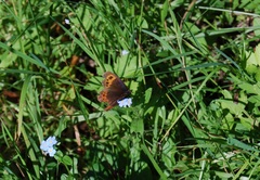 Erebia