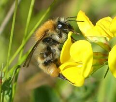 Bombus
