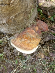 Fomitopsis pinicola