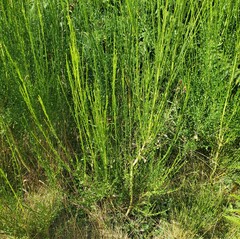 Cytisus multiflorus