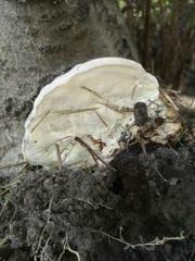 Fomitopsis pinicola