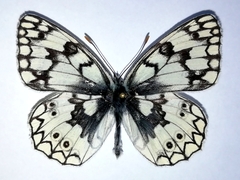 Melanargia russiae