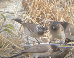 Pycnonotus nigricans