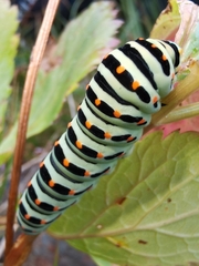 Papilio machaon