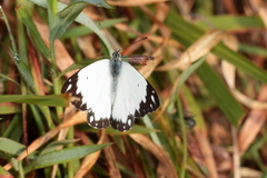 Belenois creona severina