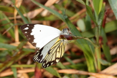 Belenois creona severina