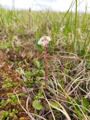 Pyrola