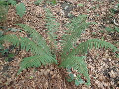 Polystichum setiferum