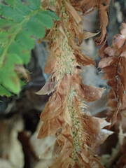 Polystichum setiferum