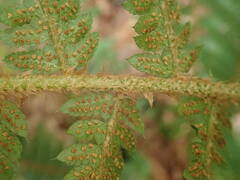 Polystichum setiferum