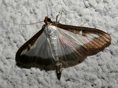 Cydalima perspectalis