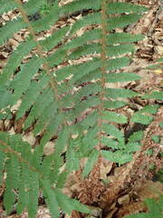 Polystichum setiferum