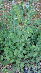 Clinopodium nepeta