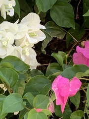 Bougainvillea