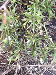 Laxmannia orientalis